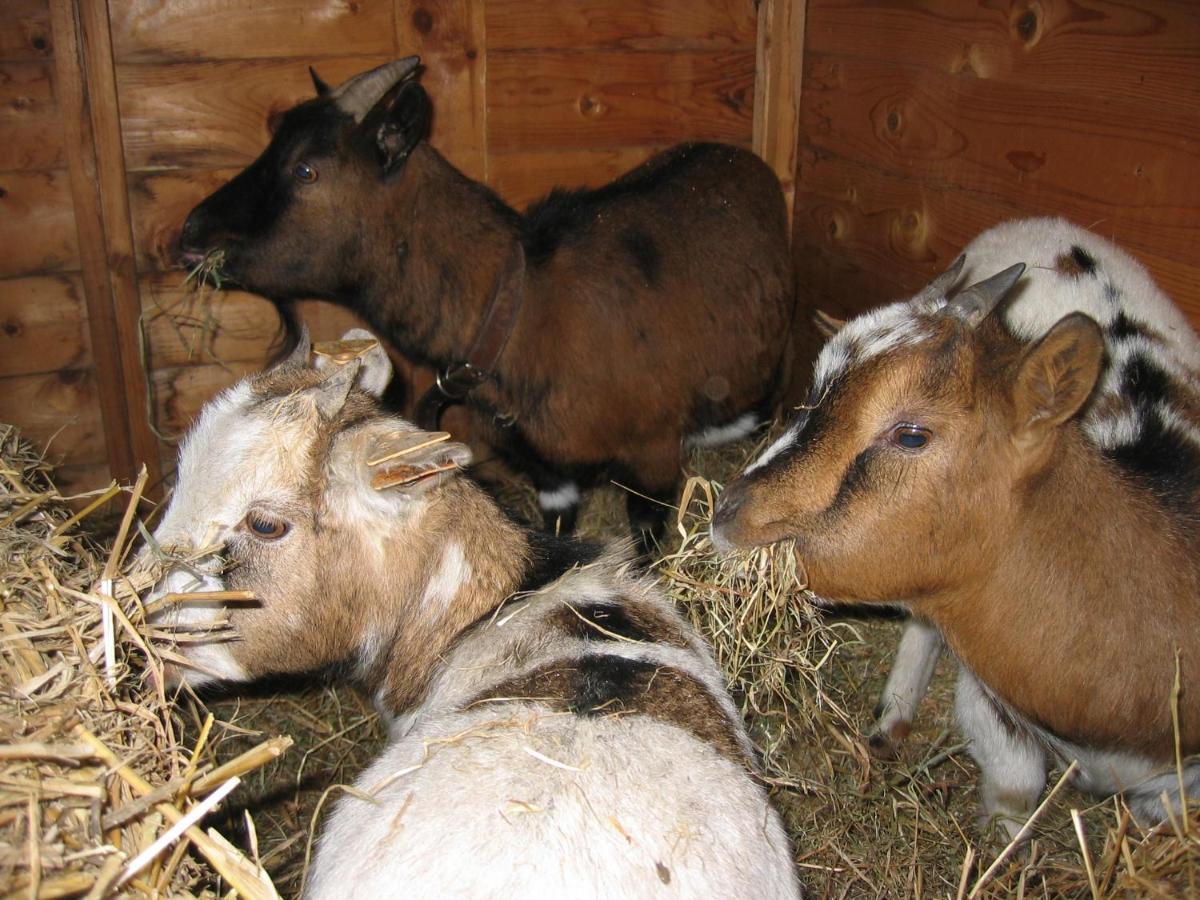 Comme A La Ferme Bed and Breakfast Durbuy Eksteriør billede